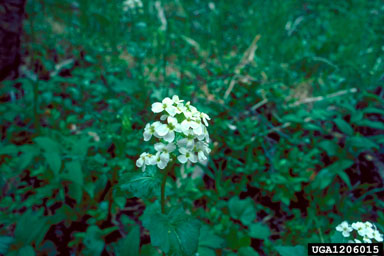 heartleaf bittercress, Cardamine cordifolia  (Capparales: Brassicaceae) - 1206015