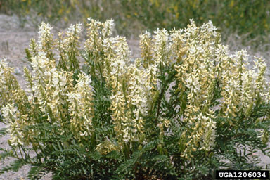 Drummond's milkvetch, Astragalus drummondii  (Fabales: Fabaceae (Leguminosae)) - 1206034