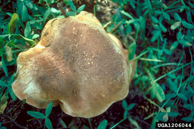 king bolete, Boletus edulis  (Boletales: Boletaceae) - 1206044