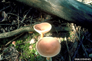 Clitocybe fungus, Clitocybe squamulosa  (Agaricales: Tricholomataceae) - 1206045