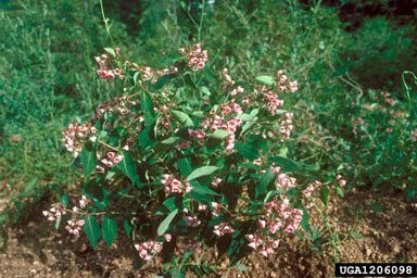 spreading dogbane, Apocynum androsaemifolium  (Gentianales: Apocynaceae) - 1206098