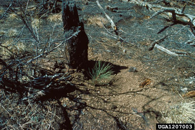 ponderosa pine, Pinus ponderosa  (Pinales: Pinaceae) - 1207003