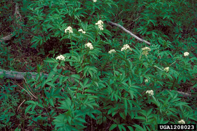 red elderberry, Sambucus racemosa  (Dipsacales: Caprifoliaceae) - 1208023