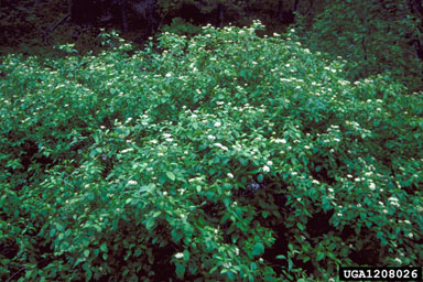 redosier dogwood, Cornus sericea ssp. sericea (Cornales: Cornaceae) - 1208026