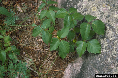 western poison ivy, Toxicodendron rydbergii  (Sapindales: Anacardiaceae) - 1208036