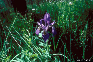 Rocky Mountain iris, Iris missouriensis  (Liliales: Iridaceae) - 1209022