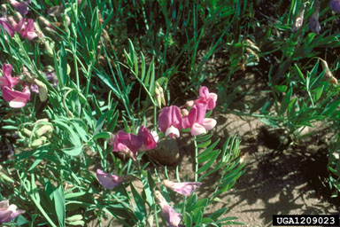 bush vetchling, Lathyrus eucosmus  (Fabales: Fabaceae (Leguminosae)) - 1209023