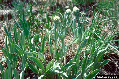 slender cudweed, Gnaphalium exilifolium  (Asterales: Asteraceae) - 1209065