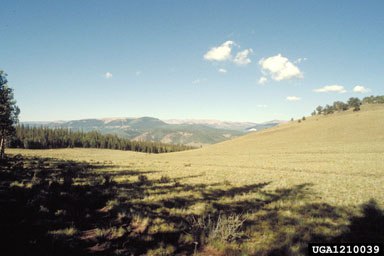 national forest,    - 1210039