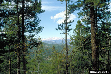 South Platte Ranger District, South Platte Ranger District   (National Forest: Pike National Forest) - 1210048