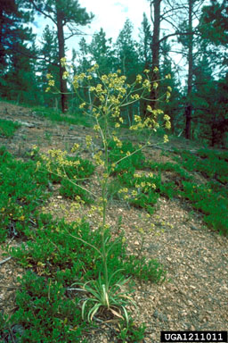 winged buckwheat, Eriogonum alatum  (Polygonales: Polygonaceae) - 1211011