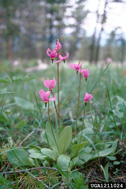 Bonneville shootingstar, Dodecatheon conjugens  (Primulales: Primulaceae) - 1211024