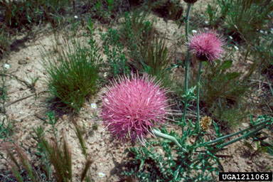 wavyleaf thistle, Cirsium undulatum  (Asterales: Asteraceae) - 1211063