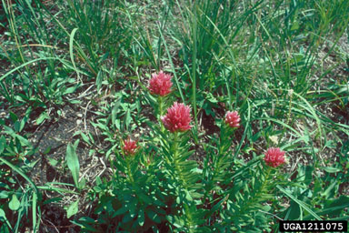 redpod stonecrop, Rhodiola rhodantha  (Rosales: Crassulaceae) - 1211075