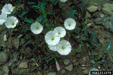 field bindweed, Convolvulus arvensis  (Solanales: Convolvulaceae) - 1211079