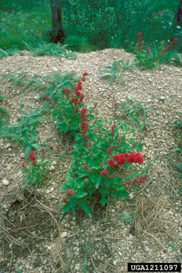 blite goosefoot, Chenopodium capitatum  (Caryophyllales: Chenopodiaceae) - 1211097