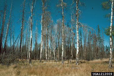 fire on quaking aspen (Populus tremuloides ) - 1212009