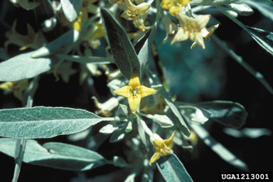 Russian-olive, Elaeagnus angustifolia  (Rhamnales: Elaeagnaceae) - 1213001