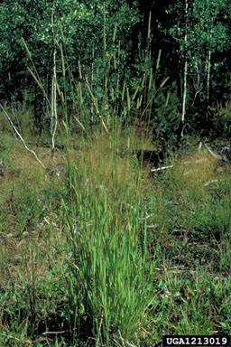 timothy, Phleum pratense  (Cyperales: Poaceae) - 1213019