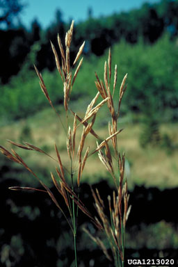 smooth brome, Bromus inermis  (Cyperales: Poaceae) - 1213020