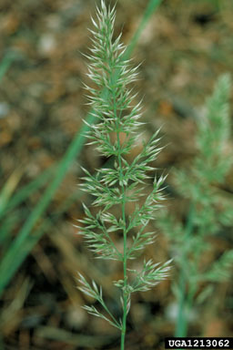 inland bluegrass, Poa nemoralis ssp. interior (Cyperales: Poaceae) - 1213062