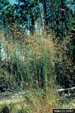 nodding bluegrass, Poa reflexa  (Cyperales: Poaceae) - 1213067