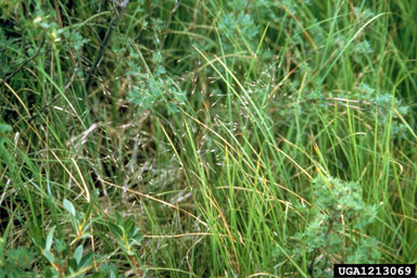 Porter's false needlegrass, Ptilagrostis porteri  (Cyperales: Poaceae) - 1213069