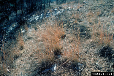 little bluestem, Schizachyrium scoparium  (Cyperales: Poaceae) - 1213071