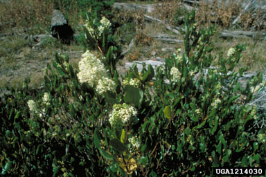 snowbrush ceanothus, Ceanothus velutinus  (Rhamnales: Rhamnaceae) - 1214030