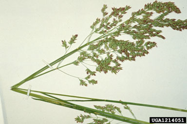 Kentucky bluegrass, Poa pratensis  (Cyperales: Poaceae) - 1214051