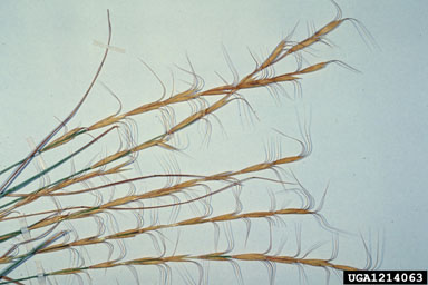 bluebunch wheatgrass, Pseudoroegneria spicata ssp. spicata (Cyperales: Poaceae) - 1214063