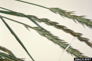 slender wheatgrass, Elymus trachycaulus ssp. trachycaulus (Cyperales: Poaceae) - 1214067