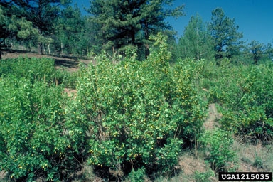 Siberian peashrub, Caragana arborescens  (Fabales: Fabaceae (Leguminosae)) - 1215035
