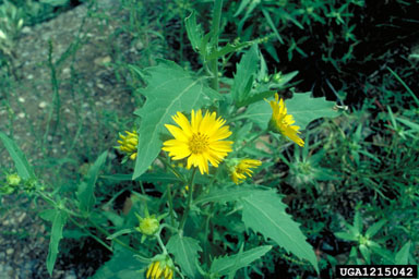 crownbeard, Verbesina encelioides  (Asterales: Asteraceae) - 1215042