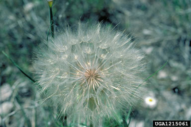 western salsify, Tragopogon dubius  (Asterales: Asteraceae) - 1215061