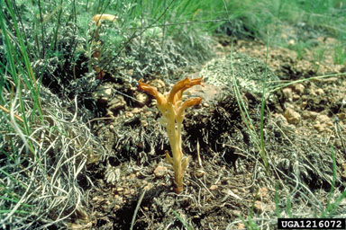 clustered broomrape, Orobanche fasciculata  (Scrophulariales: Orobanchaceae) - 1216072