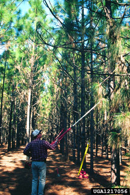 pruning (general) on longleaf pine (Pinus palustris ) - 1217056