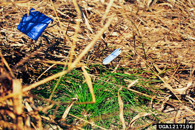 herbicides (general) (  ) on longleaf pine (Pinus palustris ) - 1217106