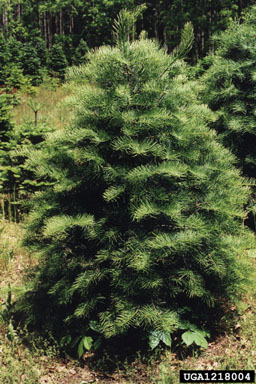 white fir, Abies concolor  (Pinales: Pinaceae) - 1218004