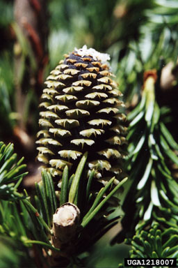 Fraser fir, Abies fraseri  (Pinales: Pinaceae) - 1218007