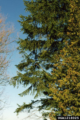 Norway spruce, Picea abies  (Pinales: Pinaceae) - 1218025