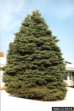 blue spruce, Picea pungens  (Pinales: Pinaceae) - 1218034