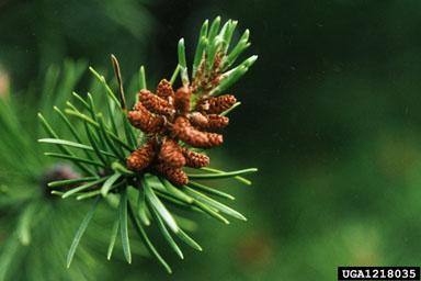 jack pine, Pinus banksiana  (Pinales: Pinaceae) - 1218035