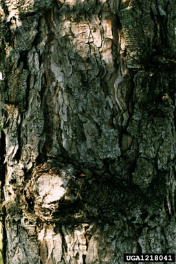Austrian pine, Pinus nigra  (Pinales: Pinaceae) - 1218041
