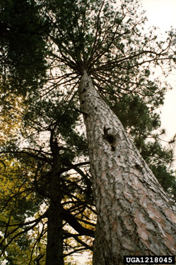 red pine, Pinus resinosa  (Pinales: Pinaceae) - 1218045