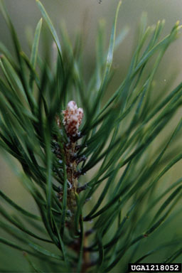 Scots pine, Pinus sylvestris  (Pinales: Pinaceae) - 1218052