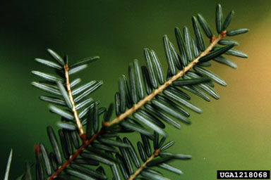 eastern hemlock, Tsuga canadensis  (Pinales: Pinaceae) - 1218068