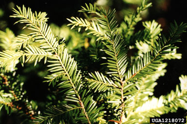 Canada yew, Taxus canadensis  (Taxales: Taxaceae) - 1218072