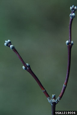 boxelder, Acer negundo  (Sapindales: Aceraceae) - 1219006
