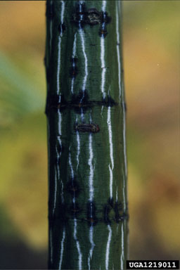 striped maple, Acer pensylvanicum  (Sapindales: Aceraceae) - 1219011